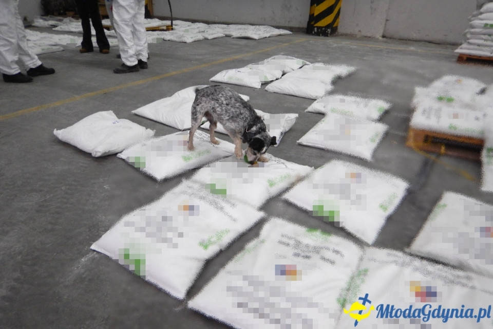 Kokaina w Gdyńskim Porcie