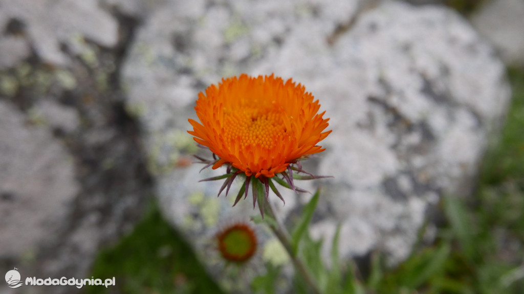 II LO. Wyprawa do Kirgistanu