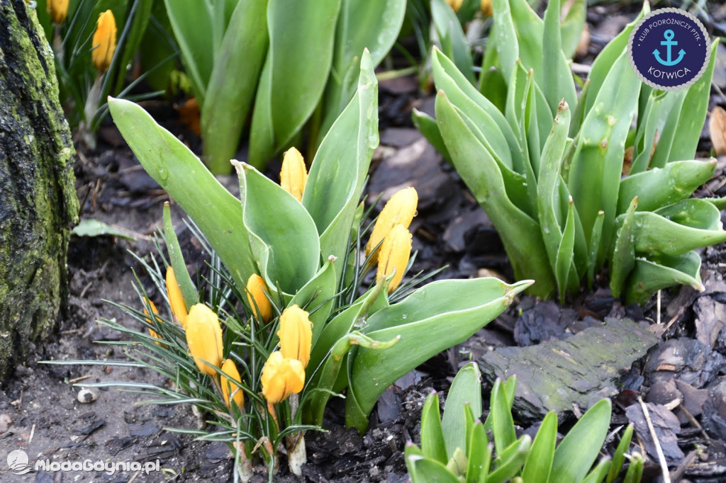Klub Podróżniczy PTTK KOTWICA na Szlaku Nut Kaszubskich w Wejherowie - 07.03.2020