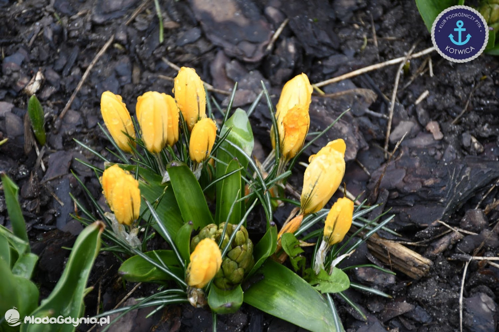 Klub Podróżniczy PTTK KOTWICA na Szlaku Nut Kaszubskich w Wejherowie - 07.03.2020