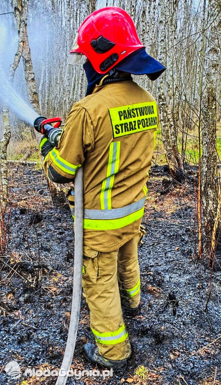 Gdyńscy strażacy gasili Biebrzański Park Narodowy