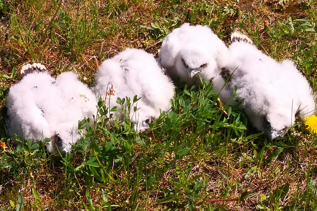 Pierwsze klucie sokoła wędrownego w Gdyni