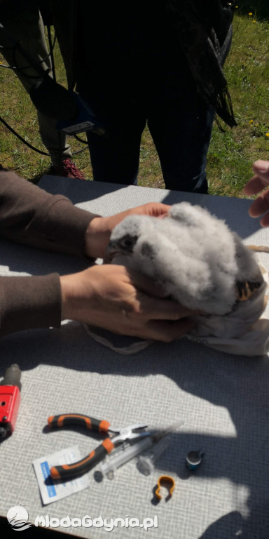 Pierwsze klucie sokoła wędrownego w Gdyni