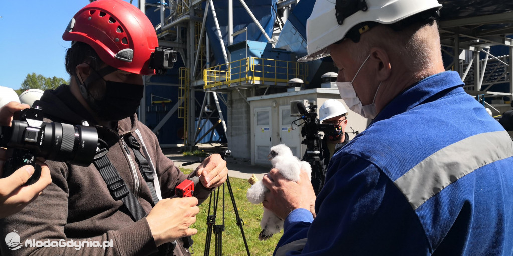 Pierwsze klucie sokoła wędrownego w Gdyni