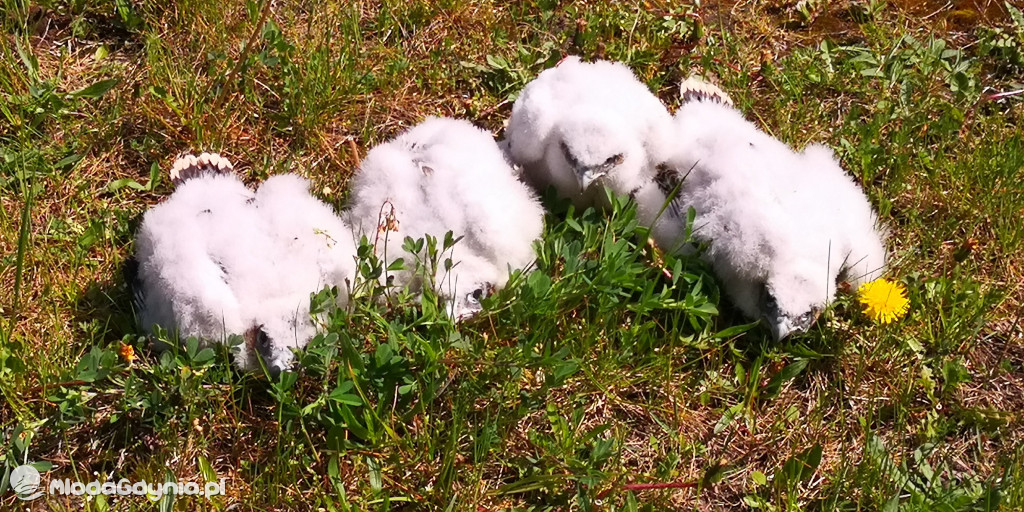 Pierwsze klucie sokoła wędrownego w Gdyni