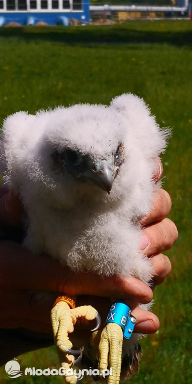 Pierwsze klucie sokoła wędrownego w Gdyni