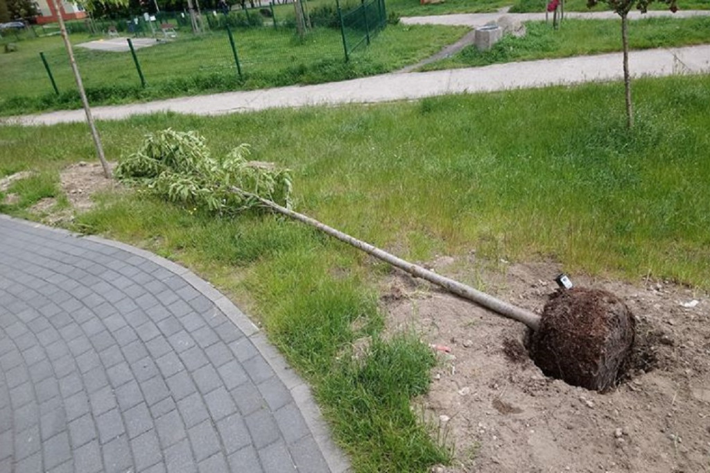 Drzewa kłaniają się... W Gdyni kręcą nową wersję Alternatywy 4