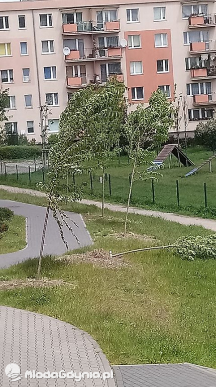 Drzewa kłaniają się... W Gdyni kręcą nową wersję Alternatywy 4