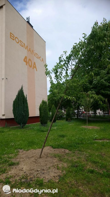 Drzewa kłaniają się... W Gdyni kręcą nową wersję Alternatywy 4