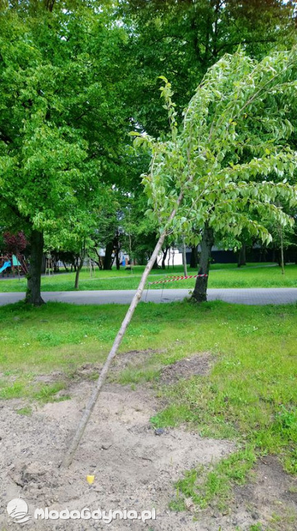 Drzewa kłaniają się... W Gdyni kręcą nową wersję Alternatywy 4