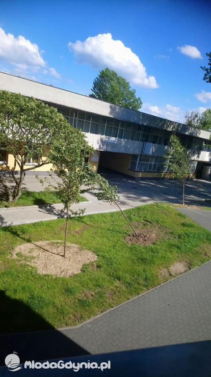 Drzewa kłaniają się... W Gdyni kręcą nową wersję Alternatywy 4