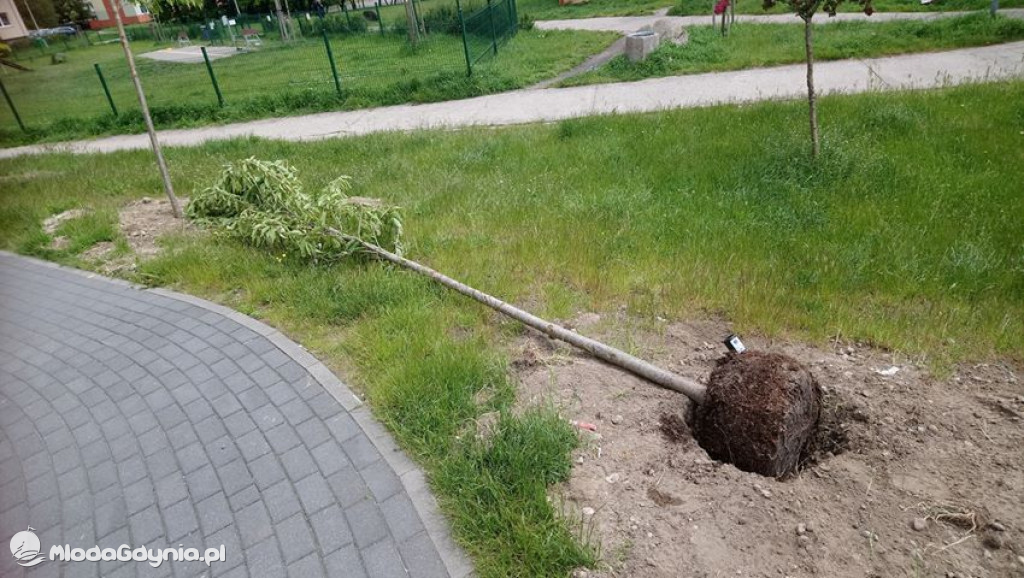 Drzewa kłaniają się... W Gdyni kręcą nową wersję Alternatywy 4