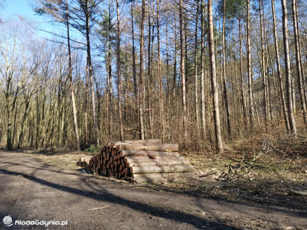 Posel Marek Rutka - manifestacja w obronie lasów