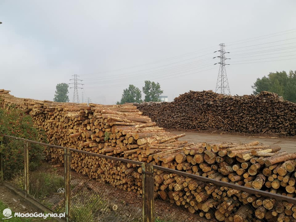 Posel Marek Rutka - manifestacja w obronie lasów