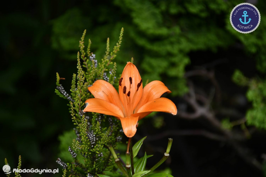 Wycieczka Nr 2 Klubu Podróżniczego PTTK Kotwica do Gołubia Kaszubskiego - 25.07.2020