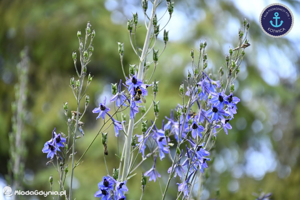 Wycieczka Nr 2 Klubu Podróżniczego PTTK Kotwica do Gołubia Kaszubskiego - 25.07.2020
