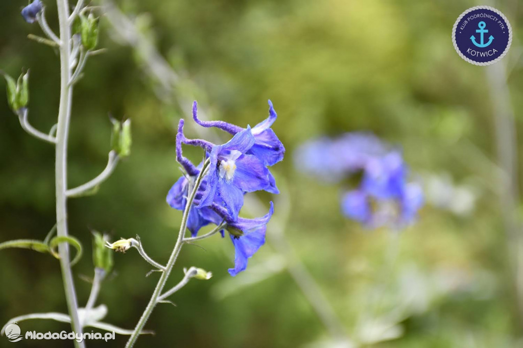 Wycieczka Nr 2 Klubu Podróżniczego PTTK Kotwica do Gołubia Kaszubskiego - 25.07.2020
