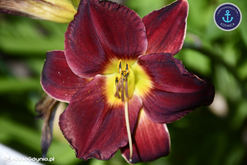 Wycieczka Nr 2 Klubu Podróżniczego PTTK Kotwica do Gołubia Kaszubskiego - 25.07.2020