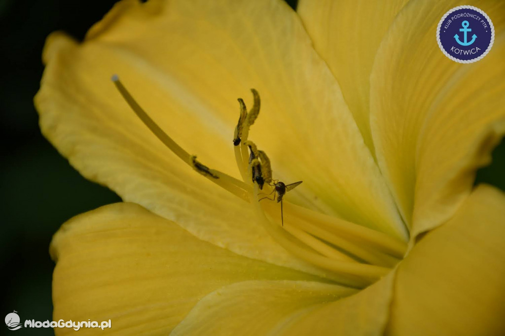 Wycieczka Nr 2 Klubu Podróżniczego PTTK Kotwica do Gołubia Kaszubskiego - 25.07.2020