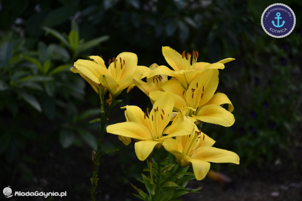 Wycieczka Nr 2 Klubu Podróżniczego PTTK Kotwica do Gołubia Kaszubskiego - 25.07.2020