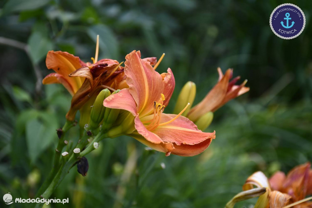 Wycieczka Nr 2 Klubu Podróżniczego PTTK Kotwica do Gołubia Kaszubskiego - 25.07.2020
