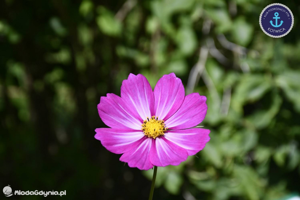 Wycieczka Nr 2 Klubu Podróżniczego PTTK Kotwica do Gołubia Kaszubskiego - 25.07.2020