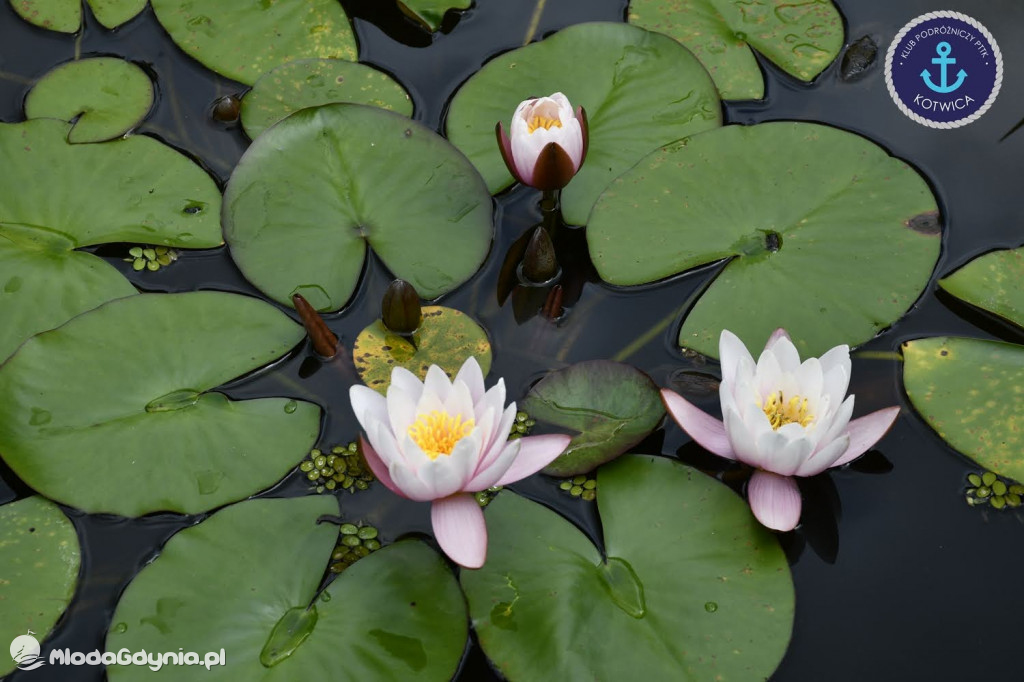 Wycieczka Nr 2 Klubu Podróżniczego PTTK Kotwica do Gołubia Kaszubskiego - 25.07.2020