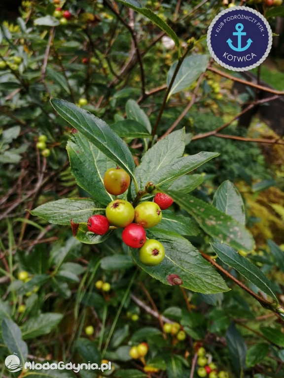 Wycieczka Nr 2 Klubu Podróżniczego PTTK Kotwica do Gołubia Kaszubskiego - 25.07.2020