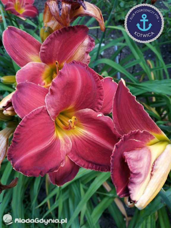 Wycieczka Nr 2 Klubu Podróżniczego PTTK Kotwica do Gołubia Kaszubskiego - 25.07.2020