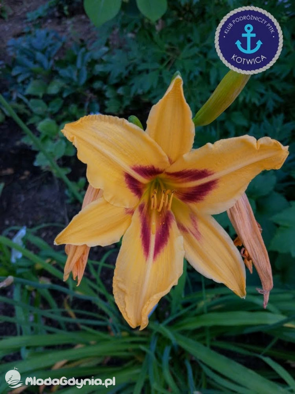 Wycieczka Nr 2 Klubu Podróżniczego PTTK Kotwica do Gołubia Kaszubskiego - 25.07.2020