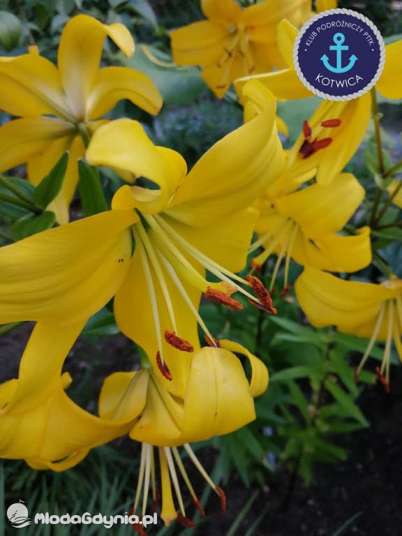 Wycieczka Nr 2 Klubu Podróżniczego PTTK Kotwica do Gołubia Kaszubskiego - 25.07.2020