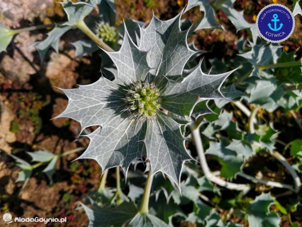 Wycieczka Nr 2 Klubu Podróżniczego PTTK Kotwica do Gołubia Kaszubskiego - 25.07.2020