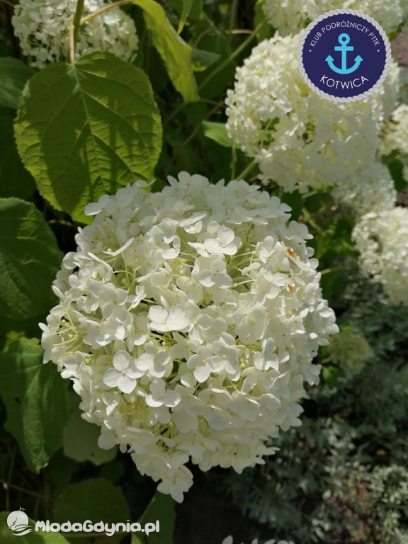 Wycieczka Nr 2 Klubu Podróżniczego PTTK Kotwica do Gołubia Kaszubskiego - 25.07.2020