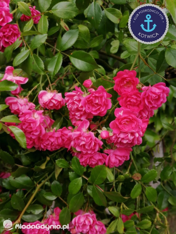 Wycieczka Nr 2 Klubu Podróżniczego PTTK Kotwica do Gołubia Kaszubskiego - 25.07.2020