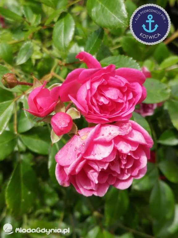 Wycieczka Nr 2 Klubu Podróżniczego PTTK Kotwica do Gołubia Kaszubskiego - 25.07.2020