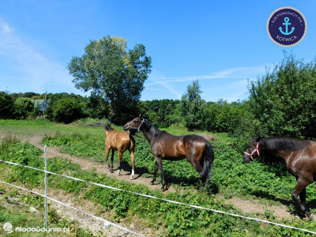 PTTK Kotwica - Rowerem do Osady Łowców Fok w Rzucewie - 01.08.2020