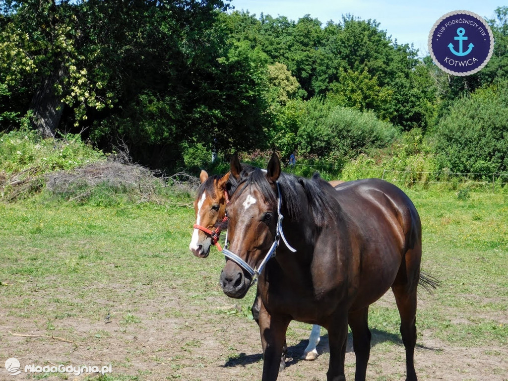 PTTK Kotwica - Rowerem do Osady Łowców Fok w Rzucewie - 01.08.2020
