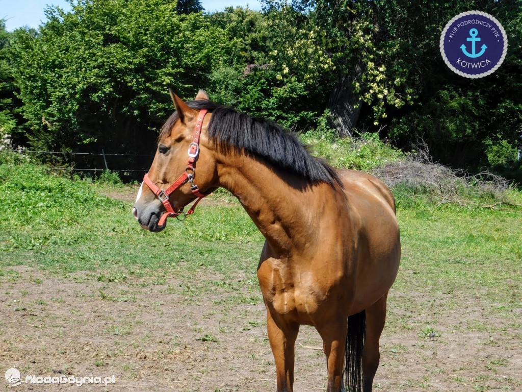 PTTK Kotwica - Rowerem do Osady Łowców Fok w Rzucewie - 01.08.2020