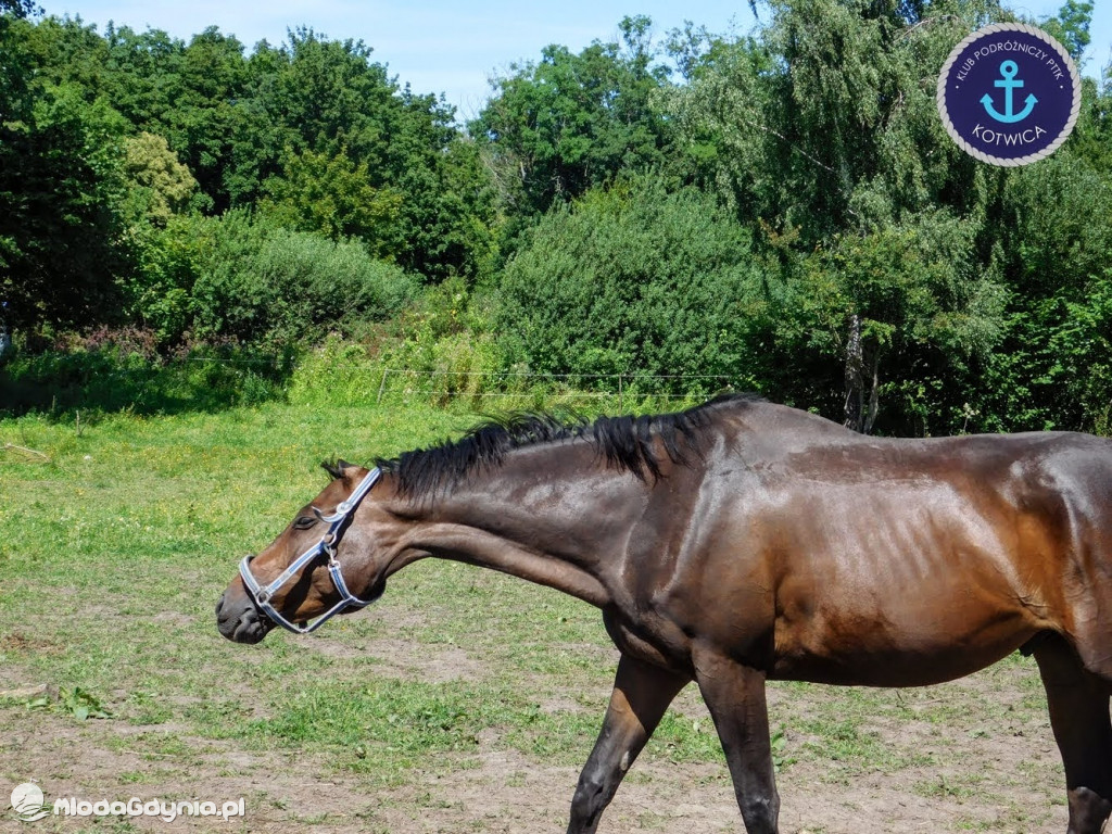 PTTK Kotwica - Rowerem do Osady Łowców Fok w Rzucewie - 01.08.2020