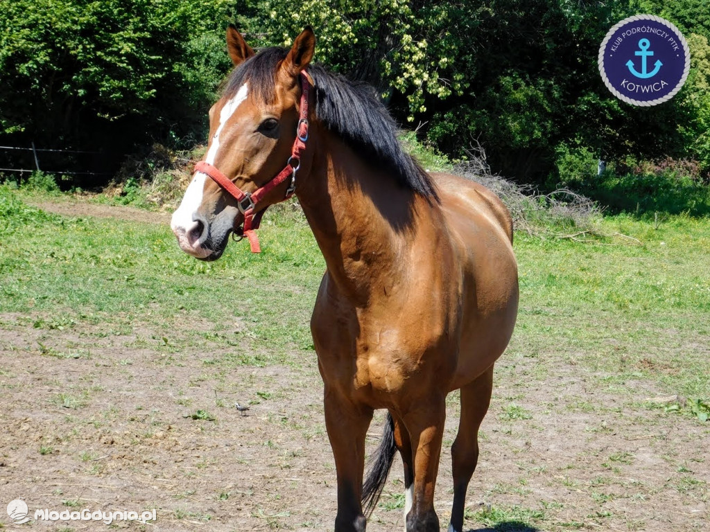 PTTK Kotwica - Rowerem do Osady Łowców Fok w Rzucewie - 01.08.2020