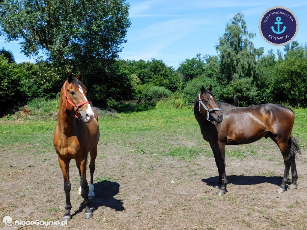 PTTK Kotwica - Rowerem do Osady Łowców Fok w Rzucewie - 01.08.2020