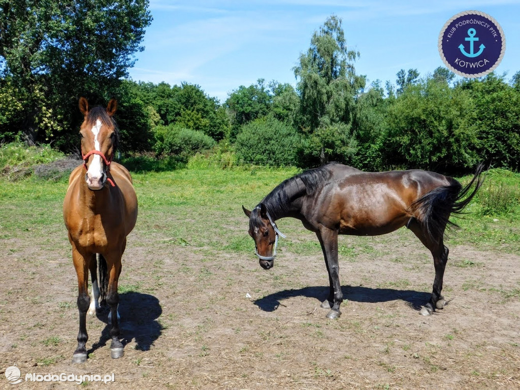 PTTK Kotwica - Rowerem do Osady Łowców Fok w Rzucewie - 01.08.2020