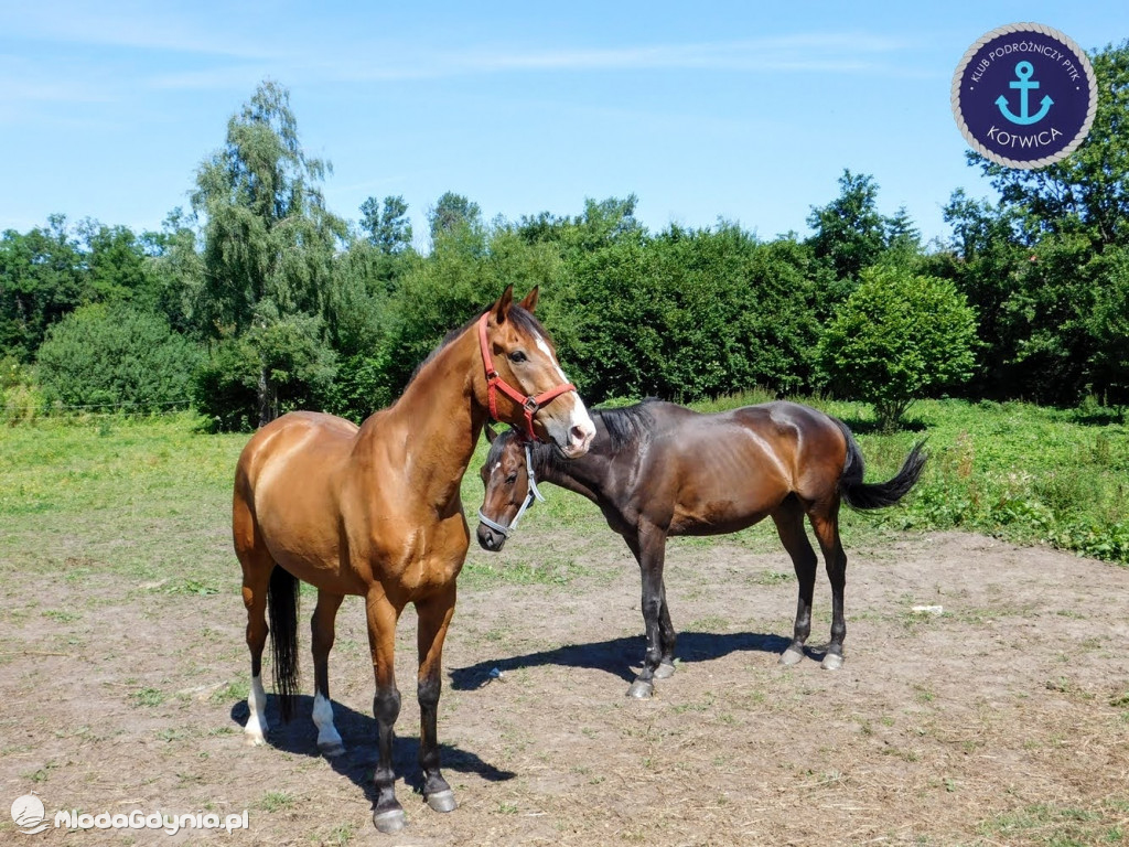 PTTK Kotwica - Rowerem do Osady Łowców Fok w Rzucewie - 01.08.2020