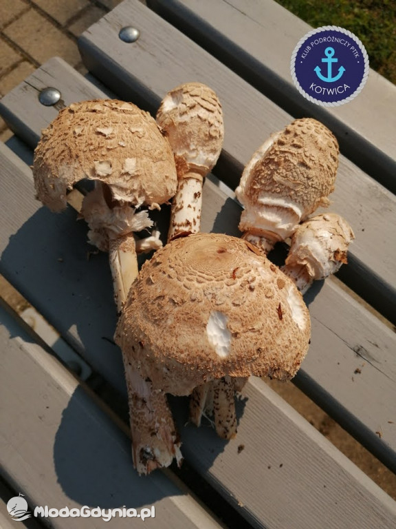 Wycieczka Nr 5 - Kaszuby z lotu ptaka Klubu Podróżniczego 12.09.2020