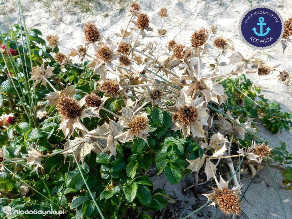 Wycieczka Nr 6 Klubu Podróżniczego PTTK Kotwica - Krok za krokiem z Mechelinek do Rewy - 19.09.2020