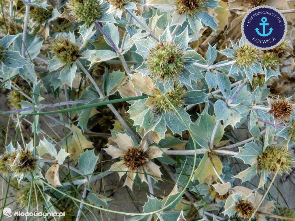 Wycieczka Nr 6 Klubu Podróżniczego PTTK Kotwica - Krok za krokiem z Mechelinek do Rewy - 19.09.2020