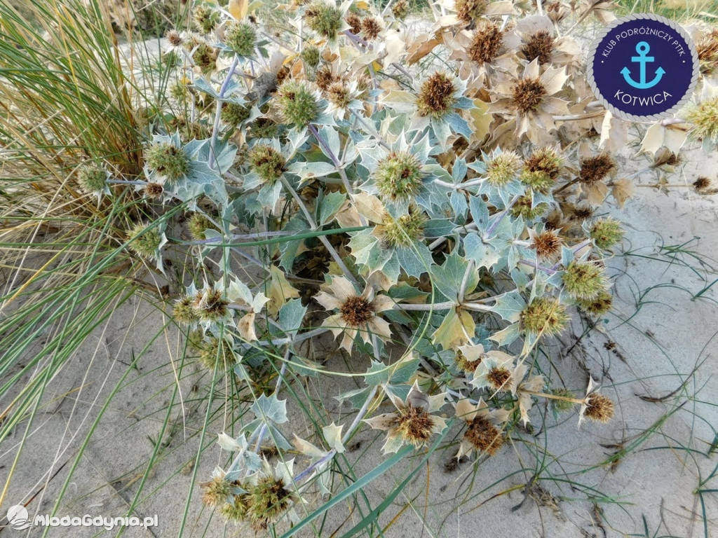 Wycieczka Nr 6 Klubu Podróżniczego PTTK Kotwica - Krok za krokiem z Mechelinek do Rewy - 19.09.2020