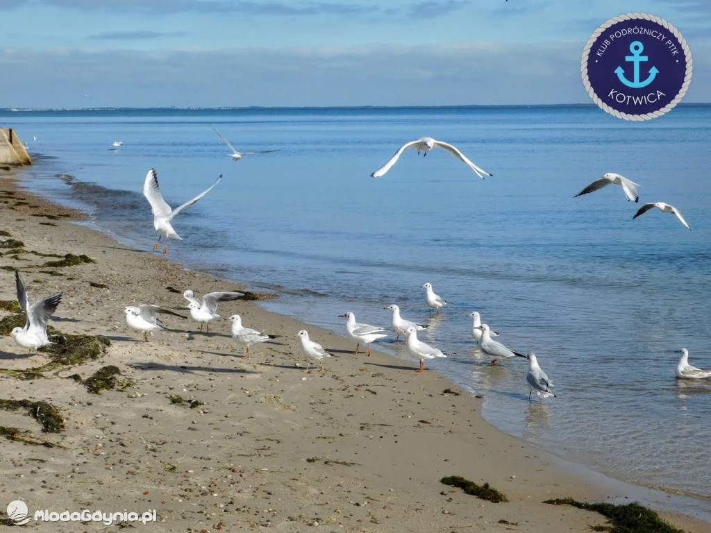 Wycieczka Nr 6 Klubu Podróżniczego PTTK Kotwica - Krok za krokiem z Mechelinek do Rewy - 19.09.2020