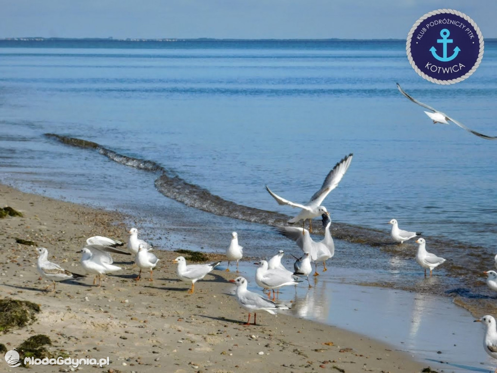 Wycieczka Nr 6 Klubu Podróżniczego PTTK Kotwica - Krok za krokiem z Mechelinek do Rewy - 19.09.2020