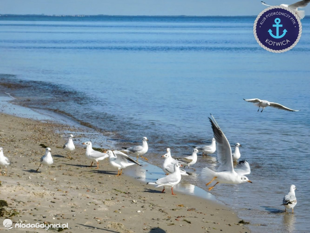 Wycieczka Nr 6 Klubu Podróżniczego PTTK Kotwica - Krok za krokiem z Mechelinek do Rewy - 19.09.2020